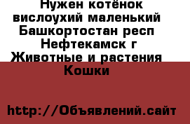 Нужен котёнок вислоухий,маленький - Башкортостан респ., Нефтекамск г. Животные и растения » Кошки   